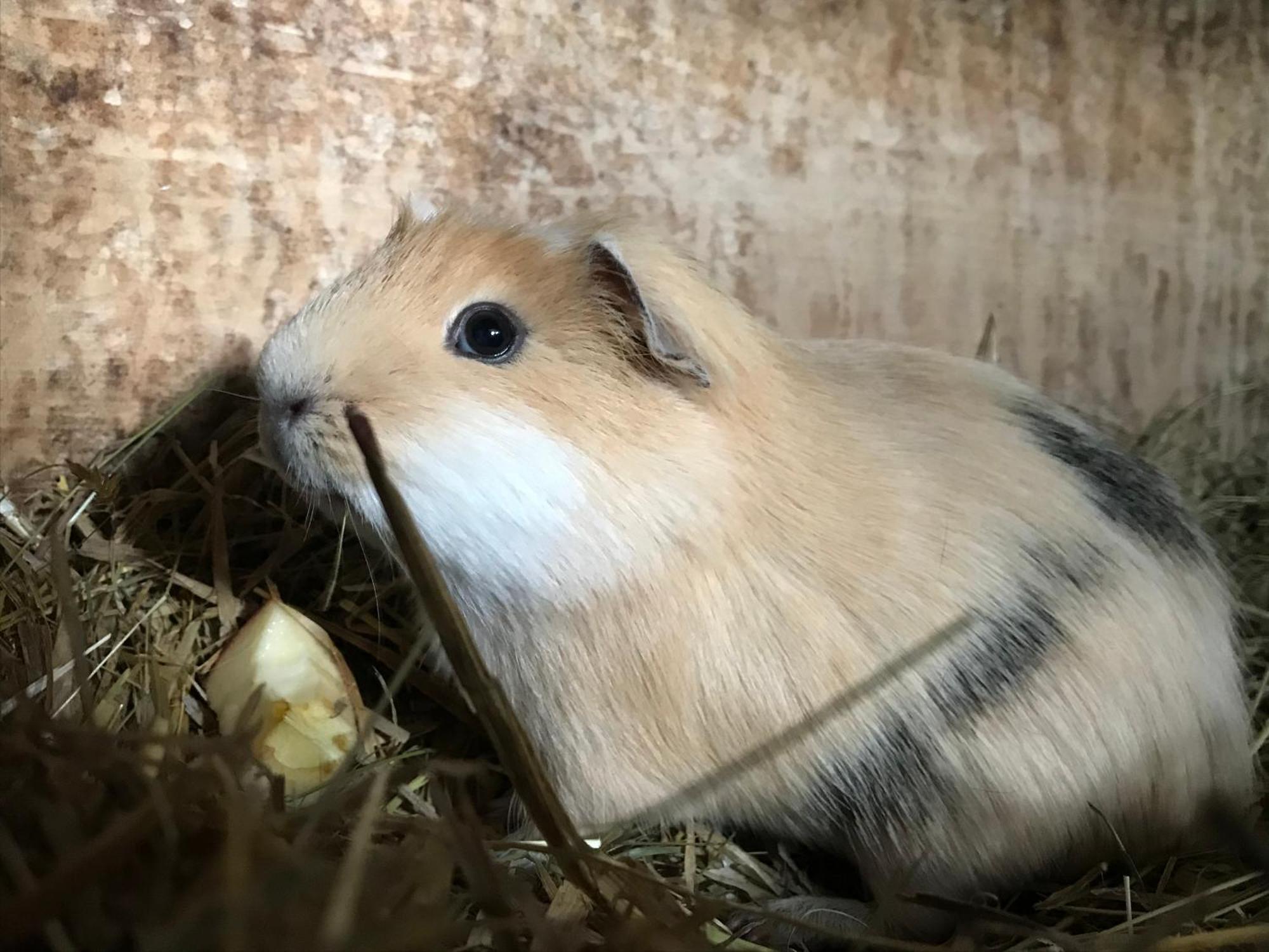 Hinkerhof Vendégház Schladming Kültér fotó