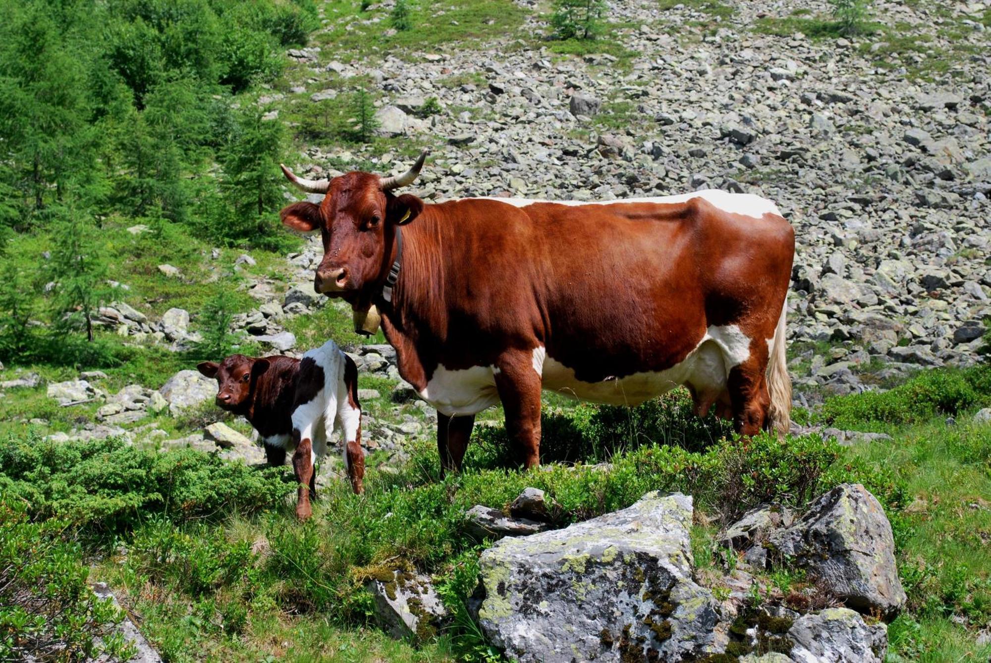 Hinkerhof Vendégház Schladming Kültér fotó
